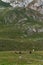 Montenegro, Durmitor national park. Horses grazing in a green meadow, Sunny summer day