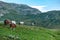 Montenegro, Durmitor national park. Horses grazing in a green meadow, Sunny summer day