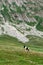 Montenegro, Durmitor national park. Horses grazing in a green meadow, Sunny summer day