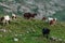 Montenegro, Durmitor national park. Horses grazing in a green meadow, Sunny summer day