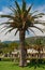 Montenegro. The village of Sveti Stefan. Tall palm tree and its shadow on the lawn.