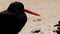 MONTEREY BAY, CA, USA- JUL, 11, 2013: black oystercatcher close up