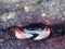 Monterey Bay Wild Crab