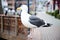 Monterey California seagull looking out onto the bay