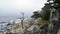 MONTEREY, CALIFORNIA, UNITED STATES - OCT 6, 2014: The Lone Cypress, seen from the 17 Mile Drive, in Pebble Beach, CA