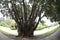 Monterey cypress, Cupressus macrocarpa, 5.