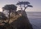 Monterey Cypress Pines