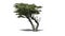 Monterey Cypress tree