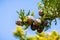 Monterey Cypress trees Cupressus macrocarpa cones