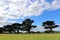 Monterey cypress trees (Hesperocyparis macrocarpa) in Torquay (Australia) : (pix Sanjiv Shukla)