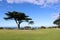 Monterey cypress trees (Hesperocyparis macrocarpa) in Torquay (Australia) : (pix Sanjiv Shukla)