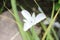 Monterey Mariposa Lily flower - Calochortus Uniflorus