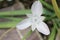 Monterey Mariposa Lily flower - Calochortus Uniflorus