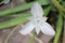 Monterey Mariposa Lily flower - Calochortus Uniflorus