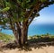 Monterey Pine with Pacific Ocean, Montara, California