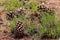 Monterey Pine Pinecones On Meadow Grass Pinus radiata