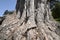 Monterey pine Pinus radiata 3