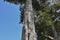 Monterey pine Pinus radiata 4