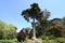 Monterey pine Pinus radiata 7