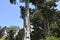 Monterey pine Pinus radiata 8