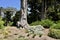 Monterey pine Pinus radiata 9