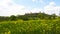 Monteriggioni wall with yellow flower and blue sky background