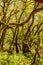 Monteverde Canary of Laurisilva Composed of Laurels Laurus novocanariensis, vineyards Persea indica, tiles Ocotea foetens,