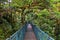Monteverde Cloud Forest Reserve, hanging, suspended bridge,  treetop canopy views, Costa Rica