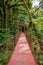 Monteverde hanging bridge in the jungle