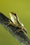 Montevideo Treefrog, Hyla Pulchela,