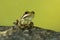 Montevideo Treefrog, Hyla Pulchela, La Pampa,