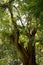 Montezuma Cypress Tree