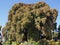 Montezuma cypress tree of Santa Maria del Tule city with the stoutest trunk of the world in Mexico