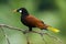 Montezuma Oropendola