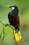 Montezuma Oropendola