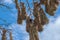 Montezuma oropendola bird Psarocolius montezuma with nests in Costa Rica