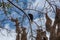 Montezuma oropendola bird Psarocolius montezuma with nests in Costa Rica