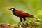 Montezuma Oropendola, Psarocolius montezuma, portrait of exotic bird from Costa Rica, brown with black head and orange bill, clear