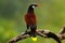 Montezuma Oropendola, Psarocolius montezuma, portrait of exotic bird from Costa Rica, brown with black head and orange bill, clear