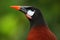 Montezuma Oropendola, Psarocolius montezuma, portrait of exotic bird from Costa Rica, brown with black head and orange bill, clear