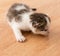 month kitten on wooden background