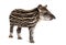 Month old Brazilian tapir standing in front of white background