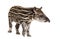 Month old Brazilian tapir standing in front of white background