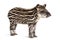 Month old Brazilian tapir standing in front of white background