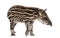 Month old Brazilian tapir standing in front of white background