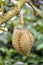 Monthong Durian fruit on tree