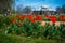 Monticello Scene with Focus on Red Tulips