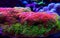 Montipora Rainbow macro polyps -  rare and very beautiful sps coral.