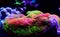 Montipora Rainbow macro polyps -  rare and very beautiful sps coral.