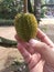 montong durian fruit
